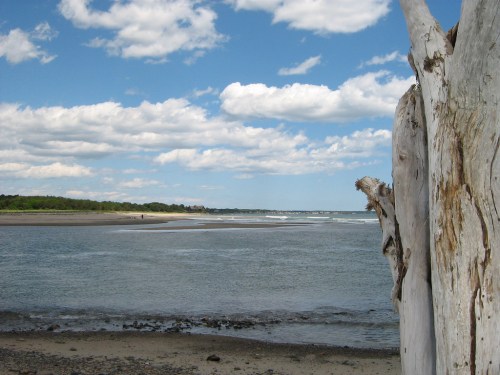 A serene beach scene with a weathered tree trunk in the foreground, gentle waves, and fluffy clouds in the sky.