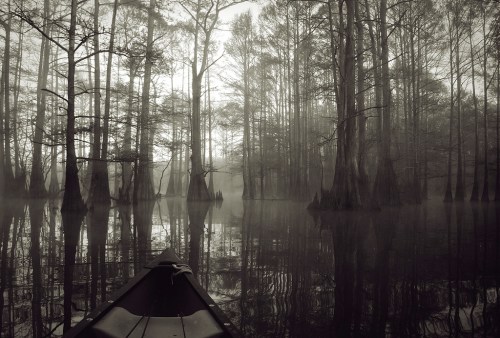 A misty forest scene with cypress trees reflected in calm water, viewed from a canoe.