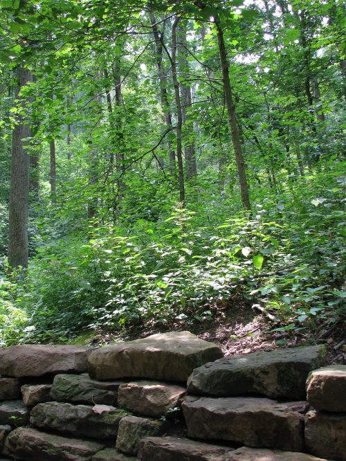 A lush green forest scene with tall trees and dense foliage, featuring a stone wall in the foreground.