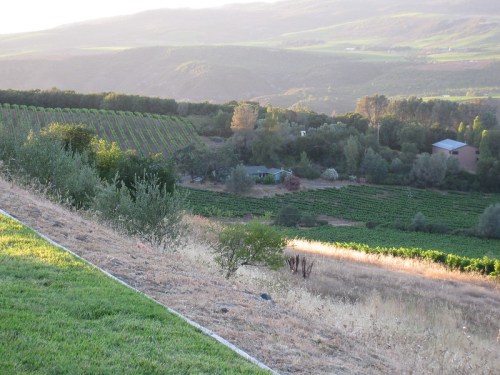 A scenic view of rolling hills with vineyards, a small house, and lush greenery under soft evening light.