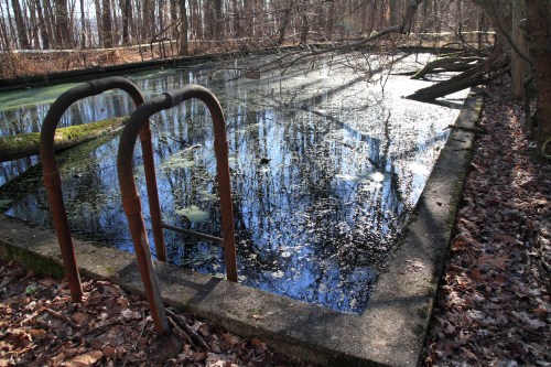A still, overgrown pond surrounded by trees, with reflections on the water's surface and rusty pipes at the edge.