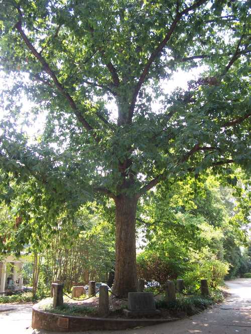 A large, leafy tree stands in a green area, surrounded by stones and plants, with sunlight filtering through the leaves.