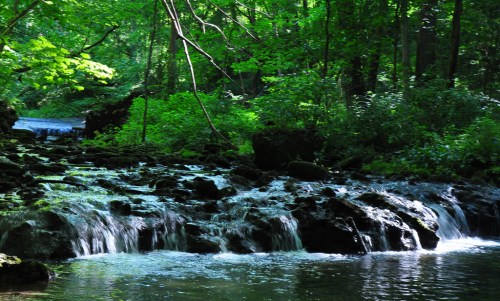 A serene forest scene with a gentle stream flowing over rocks, surrounded by lush green foliage.