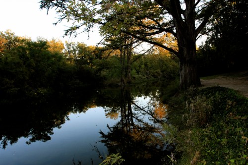 A tranquil river scene with trees reflecting in the water, surrounded by lush greenery and a clear sky.