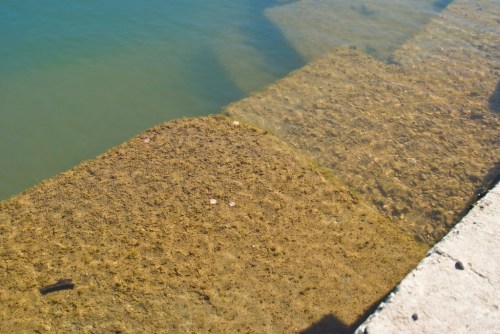 A view of water with visible patches of brown algae or sediment along the shoreline, creating a textured pattern.