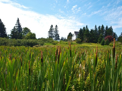 A lush green field with tall grasses and cattails, with a white house and trees in the background under a blue sky.