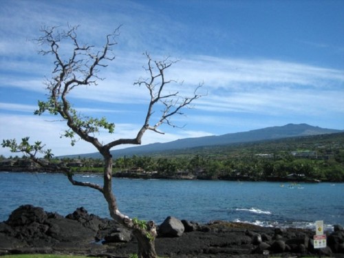 A bare tree stands by a calm blue sea, with a mountain and lush greenery in the background under a clear sky.