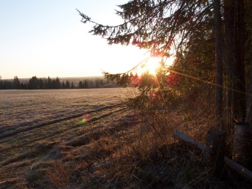 Sunrise over a misty field, with trees framing the scene and soft light illuminating the landscape.