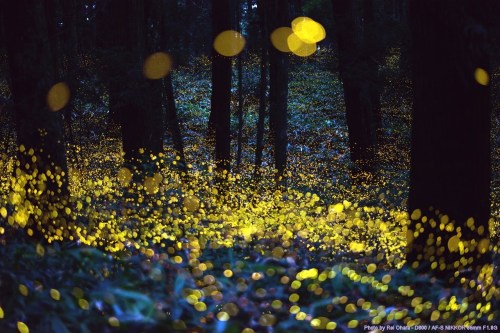 A serene forest scene illuminated by glowing fireflies, creating a magical, twinkling effect among the trees.