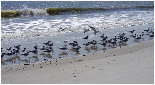 A flock of seagulls stands on a sandy beach, with waves gently crashing in the background under a sunny sky.