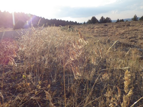 A sunlit field with dry grass and scattered shrubs, set against a distant tree line and cloudy sky.