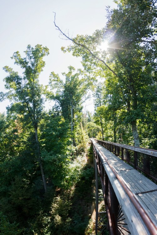 A wooden bridge winding through a lush green forest, with sunlight filtering through the trees.