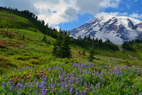 A vibrant meadow filled with wildflowers, set against a backdrop of a snow-capped mountain and blue sky.
