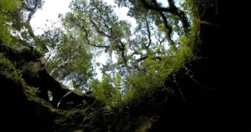 View looking up from a cave, showcasing lush green trees and foliage against a bright sky.