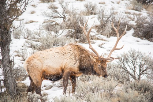 A large elk with antlers stands in a snowy landscape surrounded by sparse vegetation.