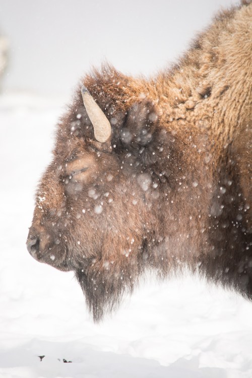 A close-up of a bison's head in a snowy landscape, with snowflakes gently falling around it.
