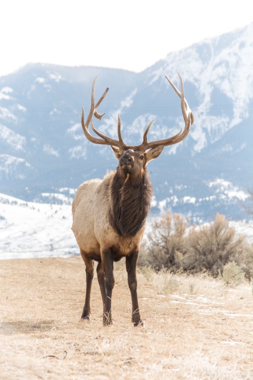 A majestic elk with large antlers stands in a snowy landscape, mountains in the background.