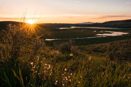 Sunset over a serene landscape with a river, grassy fields, and wildflowers, casting warm golden light.