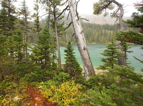 A serene lake surrounded by tall trees and lush greenery, with misty mountains in the background.
