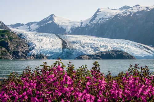 Vibrant pink flowers in the foreground with a glacier and snow-capped mountains in the background under a clear sky.