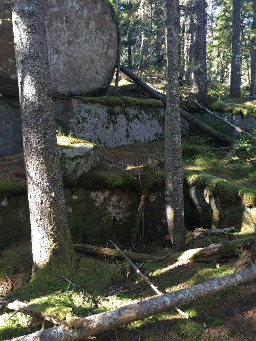 A moss-covered forest floor with large rocks and fallen branches, surrounded by tall trees.