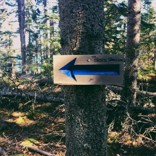 A wooden sign with a blue arrow pointing left, indicating the direction to "Basin Shoreline" in a forested area.