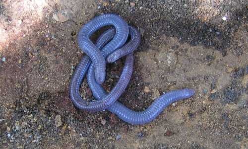 A close-up of two intertwined, smooth, purple snakes on a sandy surface.