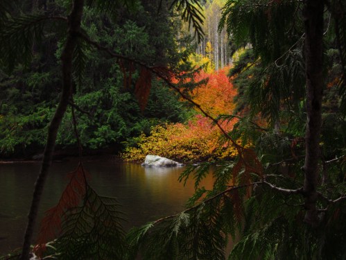 A serene lake surrounded by vibrant autumn foliage and lush green trees, framed by branches in the foreground.