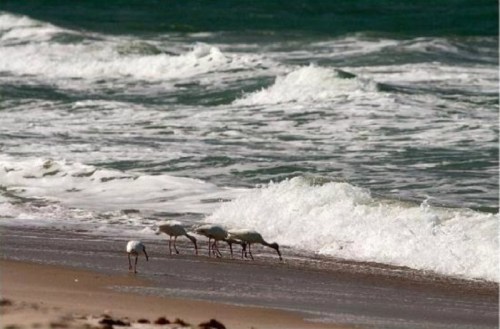 A group of birds forages along the shoreline, with waves gently crashing in the background.