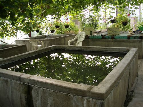 A rectangular water tank surrounded by greenery and a white chair in a greenhouse setting.