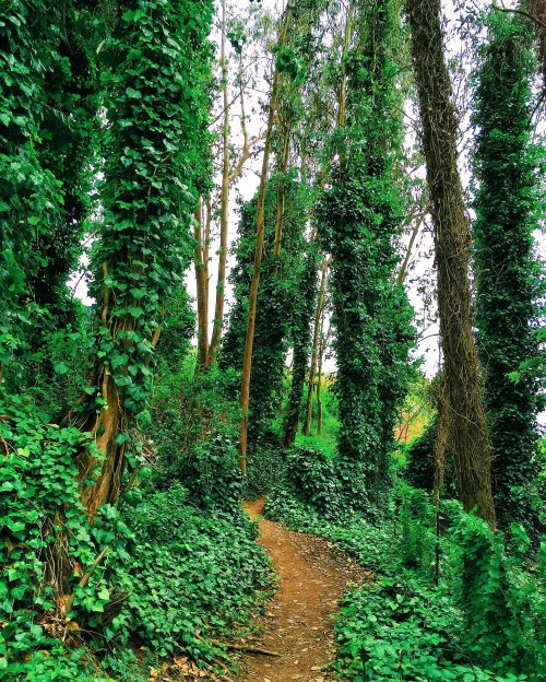 A winding dirt path through lush green trees and dense ivy-covered foliage.