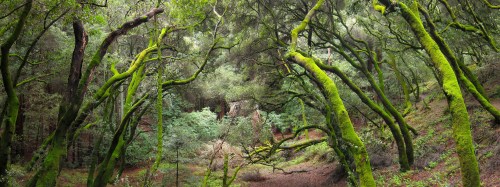 Lush green forest with moss-covered trees and dense foliage, creating a serene and vibrant natural landscape.