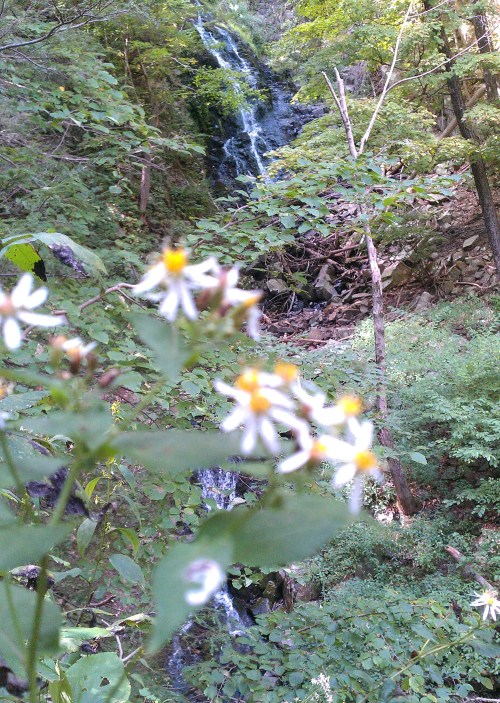 A blurred foreground of white flowers with yellow centers, set against a lush green backdrop and a cascading waterfall.