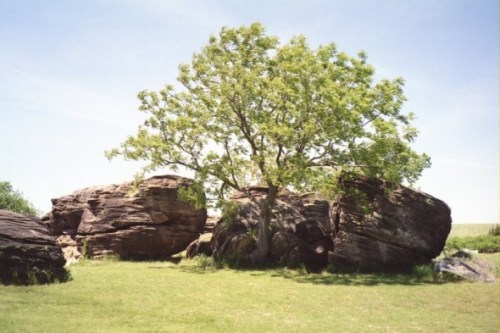 A lush green tree stands among large rocks on a grassy landscape under a clear blue sky.