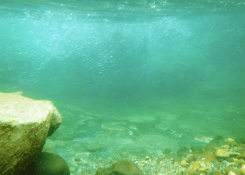 Underwater scene showing clear blue water, pebbles, and rocks at the bottom, with bubbles rising to the surface.