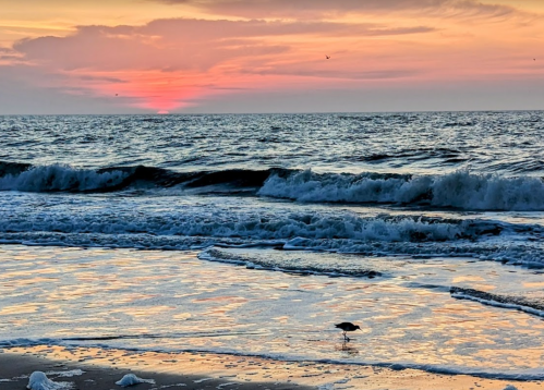 A serene beach at sunset, with gentle waves and a bird walking along the shore.
