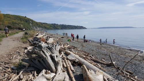 A beach scene with people walking and playing near the water, surrounded by driftwood and greenery under a clear sky.