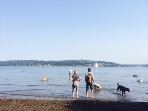 Two people stand on a beach, watching dogs play in the water, with a sailboat in the distance and trees along the shore.