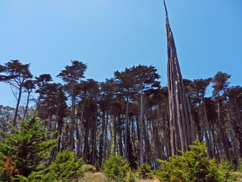 A tall, slender tree stands among a dense forest of green trees under a clear blue sky.