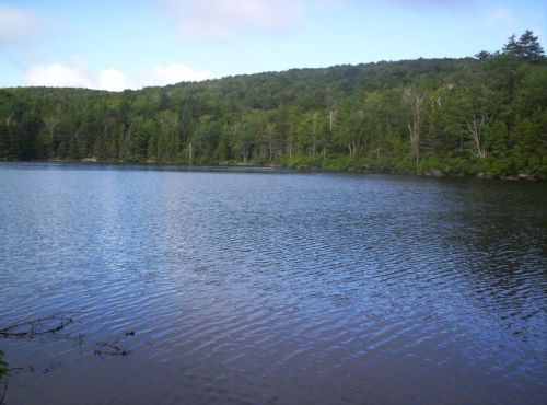 A serene lake surrounded by lush green trees and a gentle blue sky, reflecting the calm water surface.