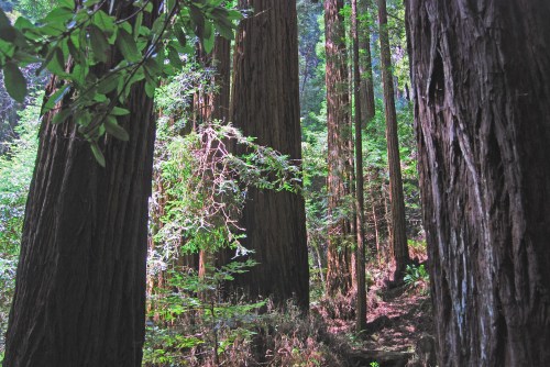 Tall redwood trees surrounded by lush greenery and dappled sunlight filtering through the forest.