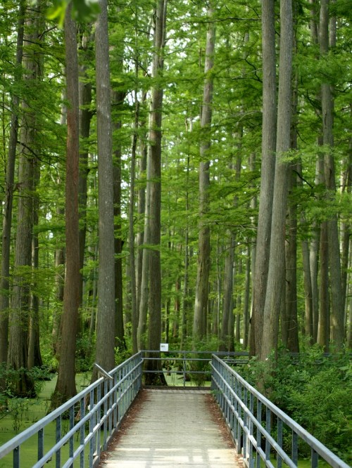 A wooden bridge leads through a lush green forest with tall trees and vibrant foliage.