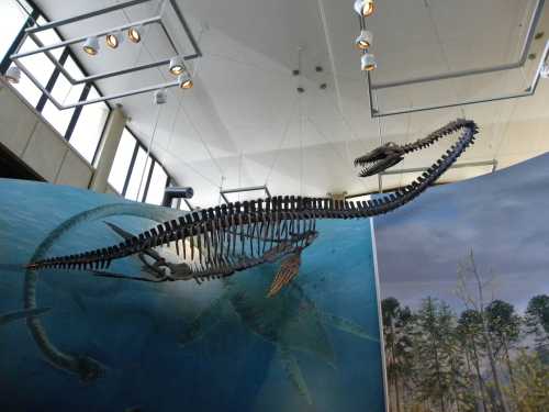 A suspended dinosaur skeleton displayed in a museum, showcasing its long neck and tail against a blue backdrop.