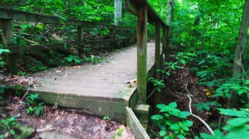 A wooden bridge over a small creek, surrounded by lush green foliage in a forested area.