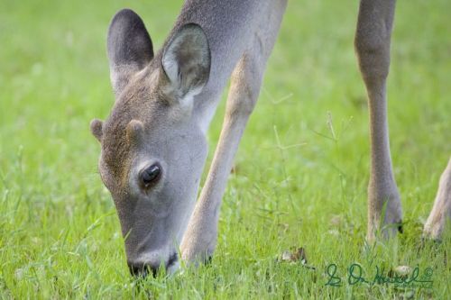 A close-up of a deer grazing on green grass, showcasing its gentle features and attentive expression.