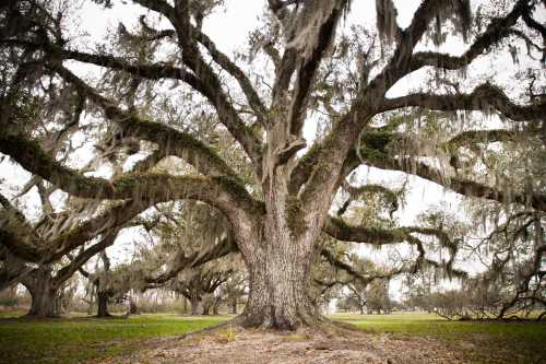 A large, sprawling tree with moss hanging from its branches, surrounded by a grassy area and other trees in the background.