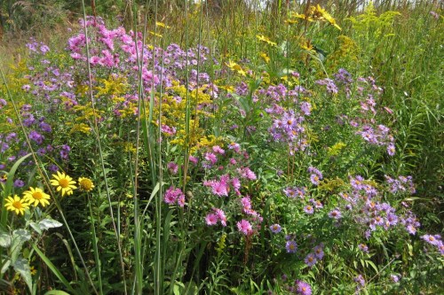 A vibrant wildflower meadow featuring pink, purple, and yellow blooms among tall green grasses.