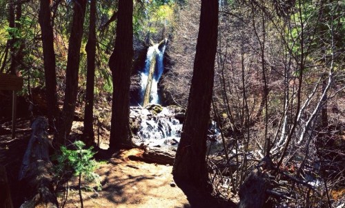 A serene forest scene with a waterfall cascading through trees, surrounded by rocks and greenery.