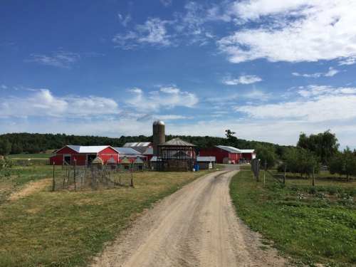 A dirt road leads to a red barn and silo under a blue sky with scattered clouds, surrounded by green fields.