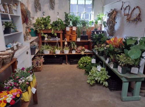 A cozy plant shop filled with various potted plants, flowers, and greenery displayed on wooden shelves and tables.